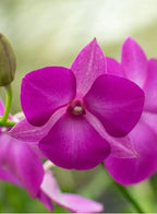 Dendrobiom Classi Gem x Bush Fancy Hybrid Orchid Plant