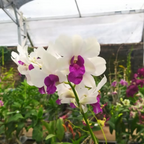 Dendrobiom Big Charming Hybrid Orchid Plant