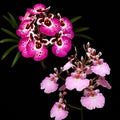 Tolumnia Jairak Sweet Pink &amp; Jairak Firm Pink Lady Combo