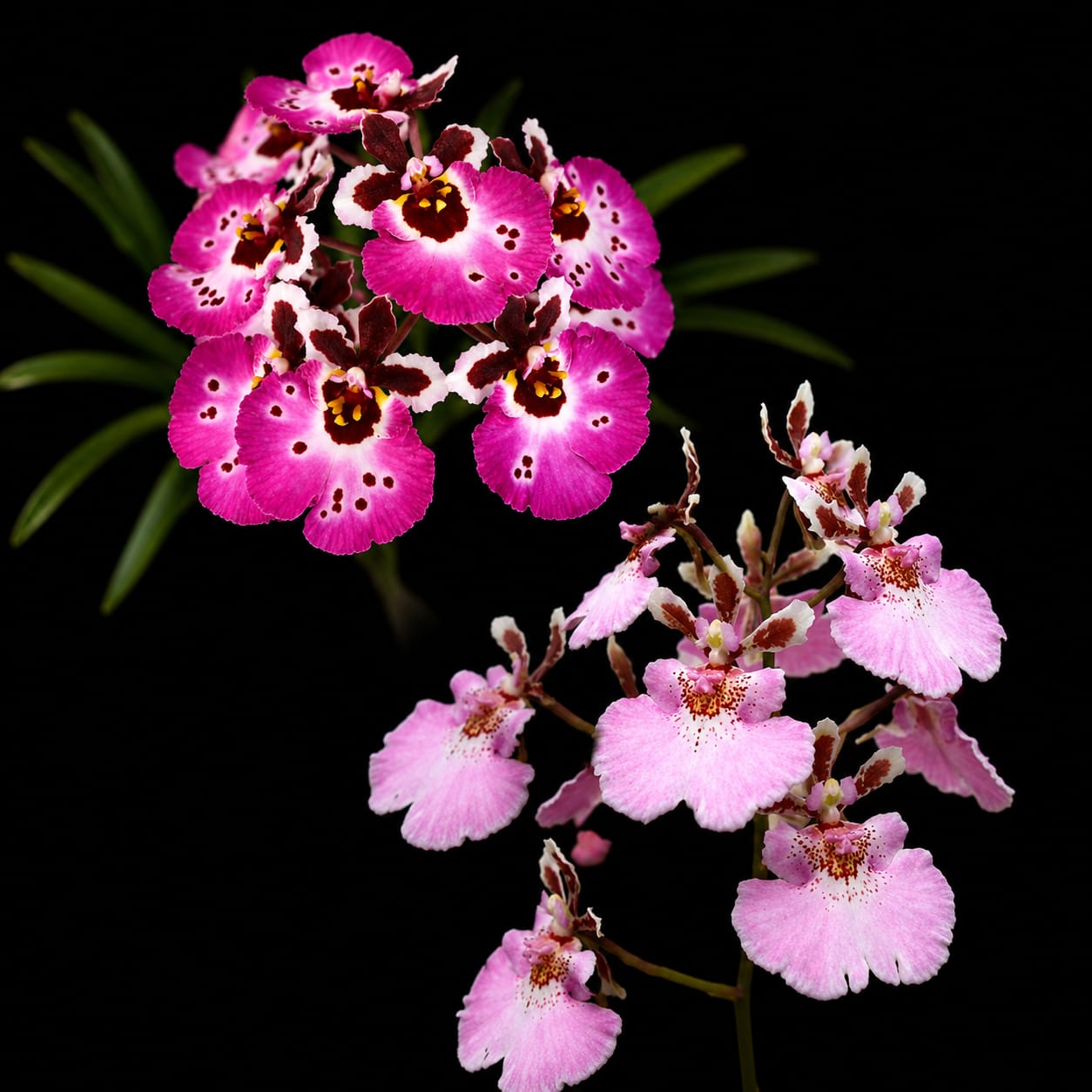 Tolumnia Jairak Sweet Pink &amp; Jairak Firm Pink Lady Combo