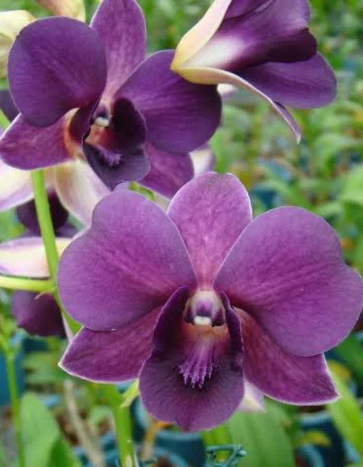 Dendrobium Sakada Blue  Hybrid Orchid Plant