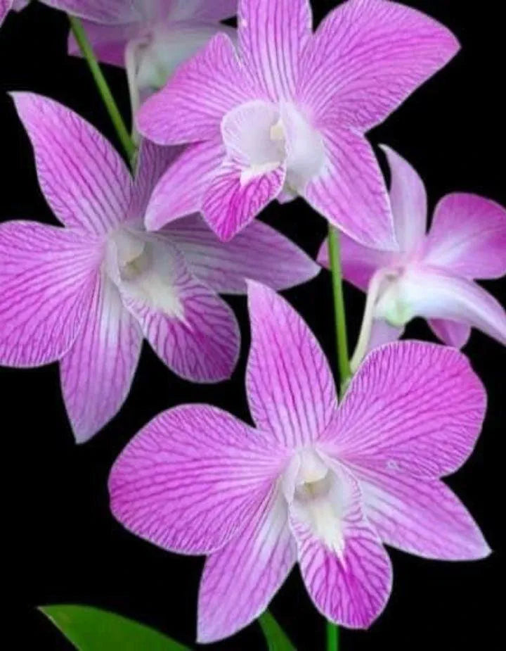 Dendrobiom Tanida Pink Hybrid Orchid Plant