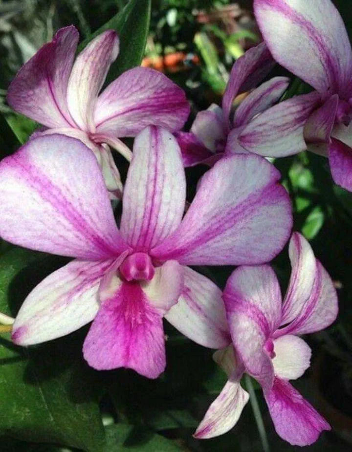 Dendrobium Popeye Hybrid Orchid Plant