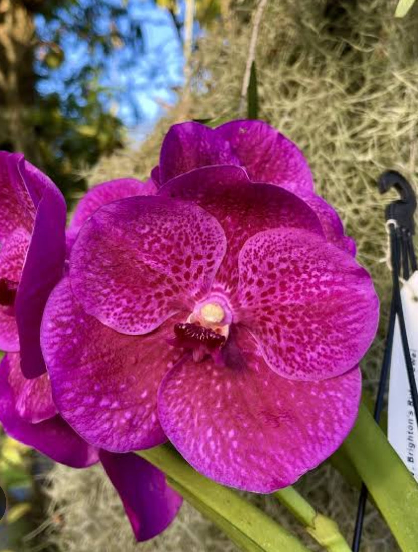 Vanda Brighton's Ruby Jewel Orchid Plant