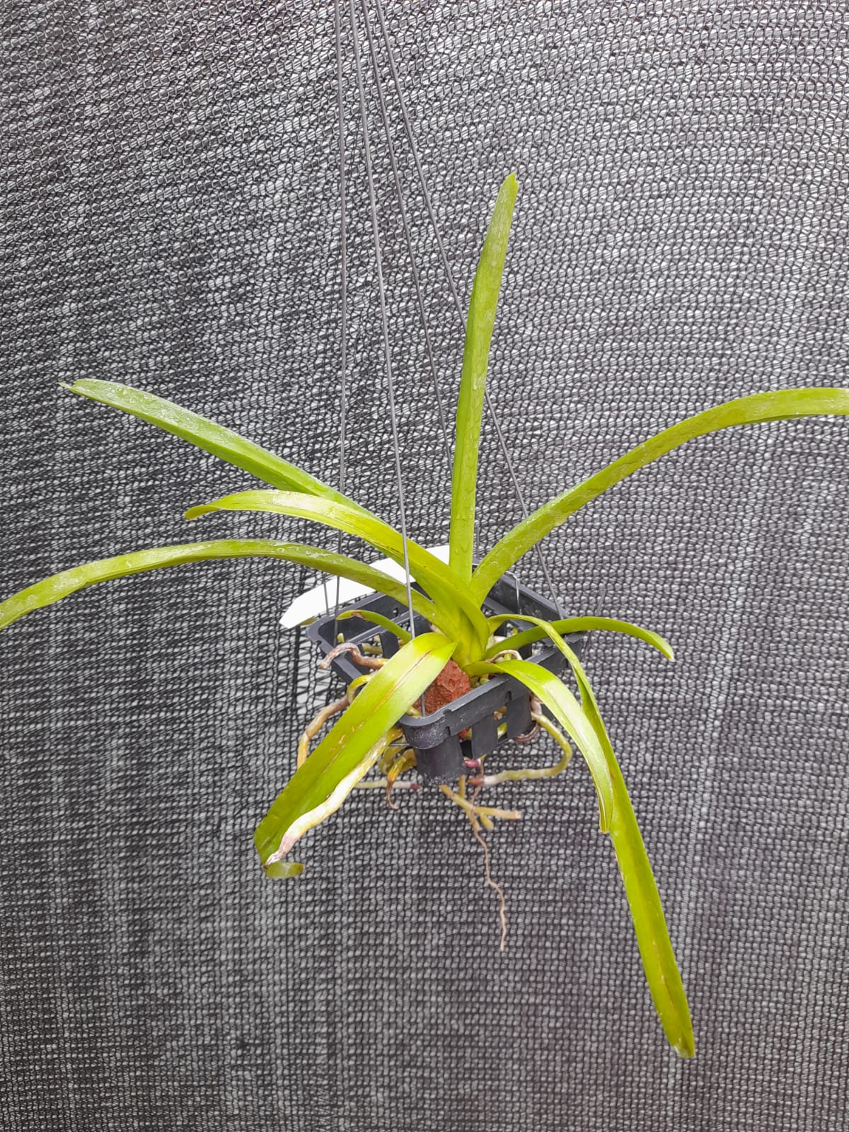 Vanda Brighton's Ruby Jewel Orchid Plant