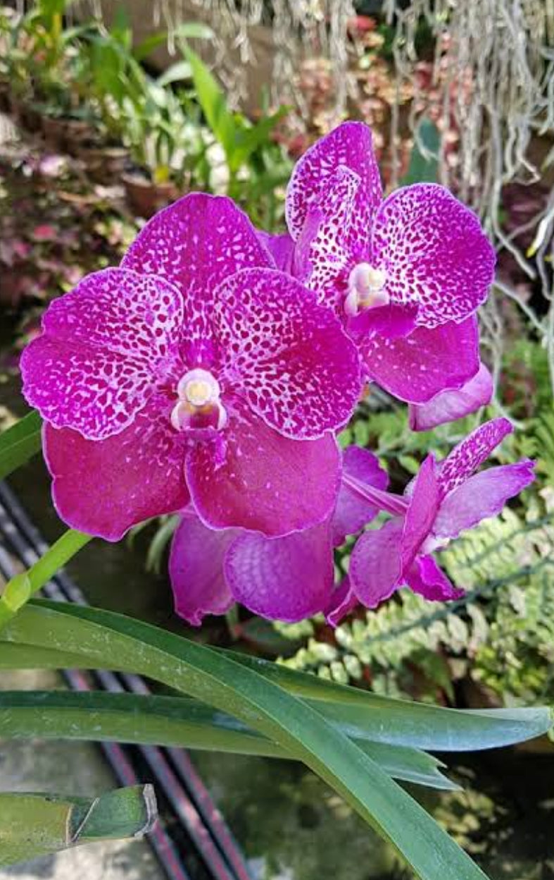 Vanda Brighton's Ruby Jewel Orchid Plant