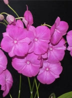 Dendrobiom Classi Gem x Bush Fancy Hybrid Orchid Plant
