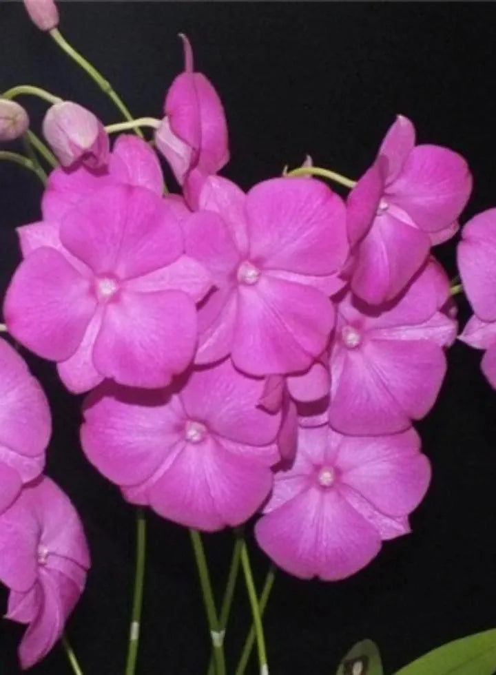 Dendrobiom Classi Gem x Bush Fancy Hybrid Orchid Plant