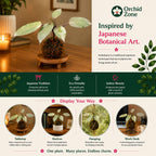 Kokedama Philodendron Black Prince