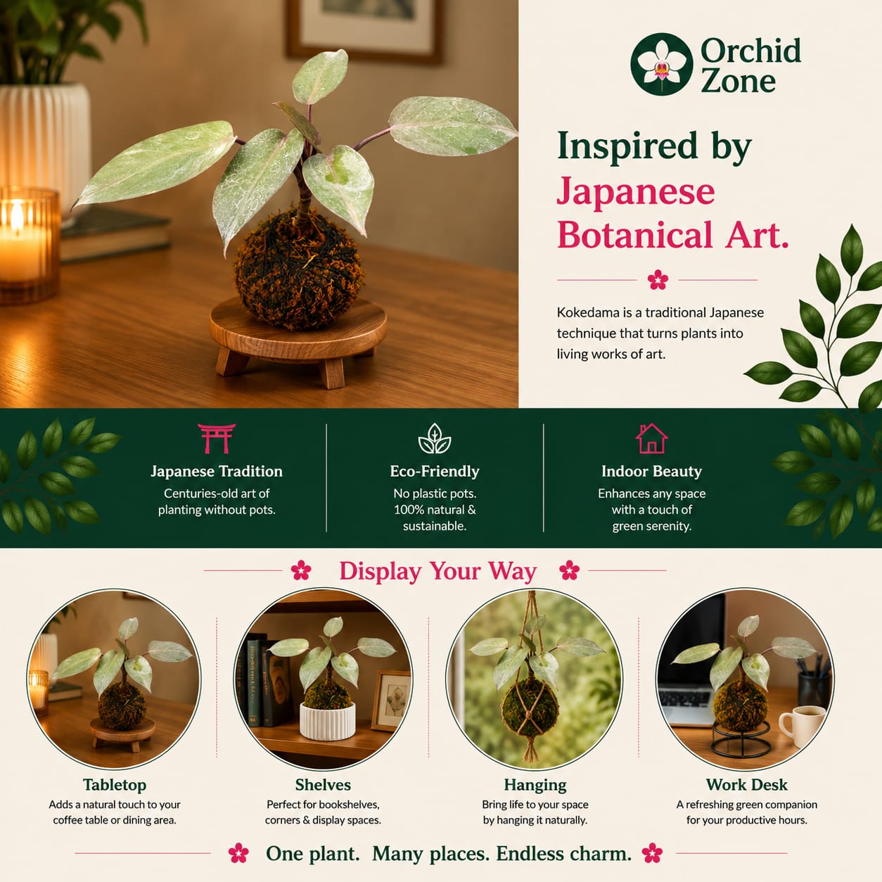 Kokedama Philodendron Black Prince