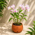Dendrobium King dragon