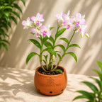 Dendrobium Orchid 5 Plant Combo – 5 Different Colours with Terracotta Pots