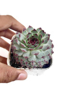 Laxmi Kamal Indor Plant