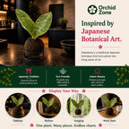 Kokedama Sansevieria Elephant indoor Plant