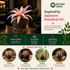 Kokedama Cryptanthus Light Pink