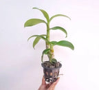 Dendrobiom Red Butterfly Hybrid Orchid Plant