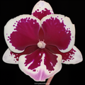 Phalaenopsis Charming Black Knight Orchid Plant