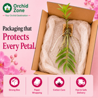 Dendrobiom Cumulatum Orchid Plant