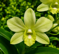 Dendrobiom. Burana Green X Cruentum Plant