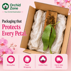 Phelonopsis Mannii Orchid Plant