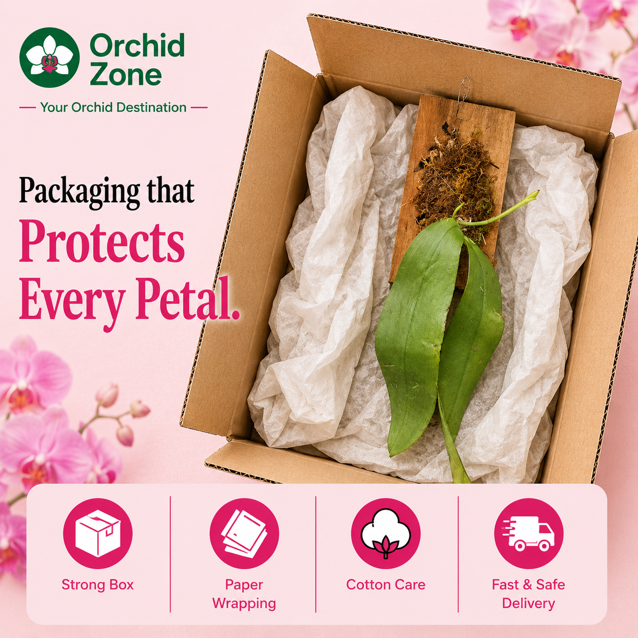 Phelonopsis Mannii Orchid Plant