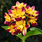 Cattleya Ploenpit Crown Orchid Plant – Mature Plant with Terracotta Pot