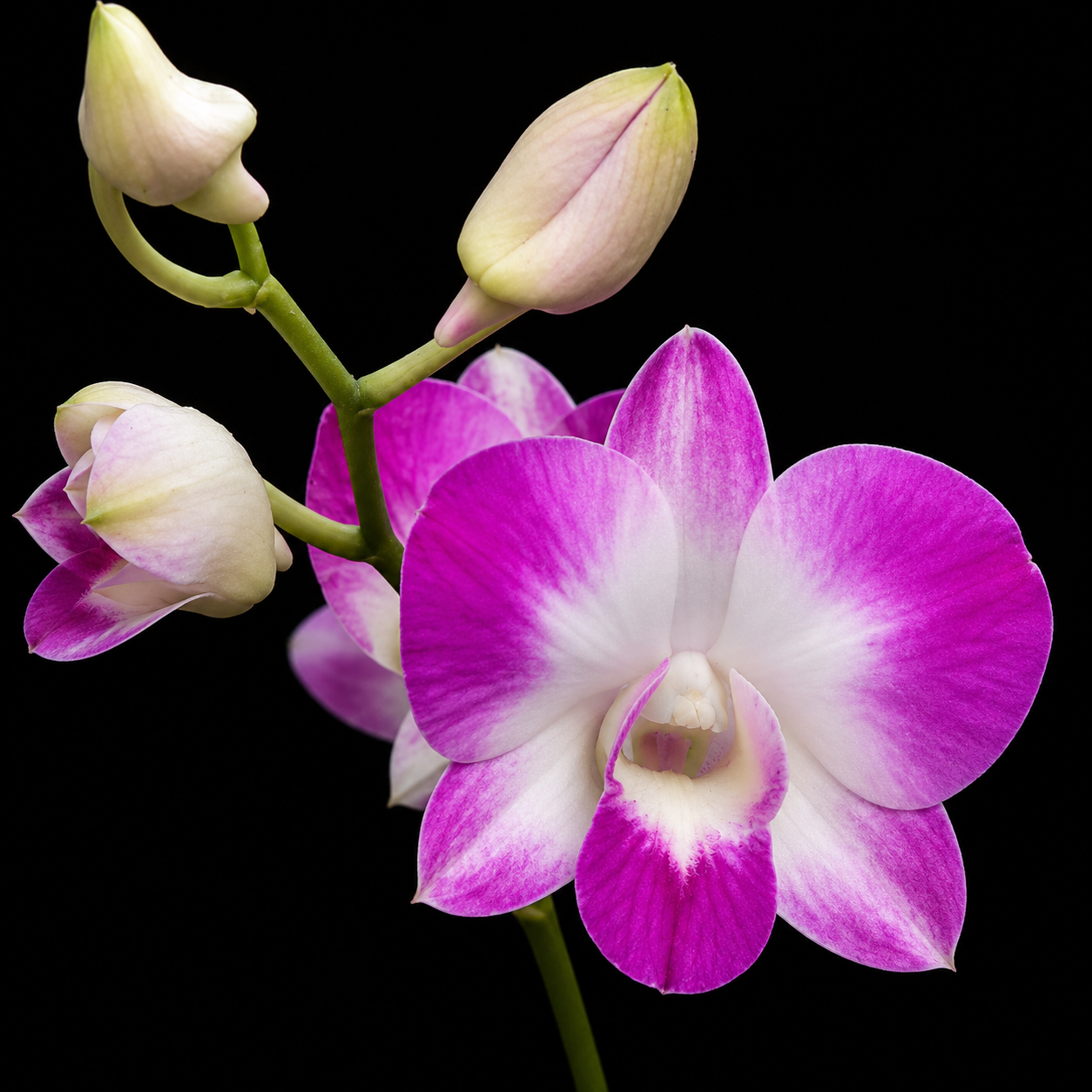 Dendrobiom Airy Diamond Hybrid Orchid Plant