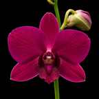 Dendrobiom Panama Red Hybrid Orchid Plant