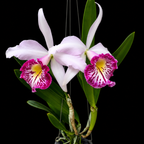 Catteliya  Taiwan Big Lip Medium Orchid Plant -With Terracota Pot