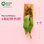 Phelonopsis Mannii Orchid Plant