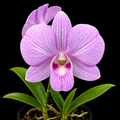 Dendrobium Burana Pink Beauty Hybrid Orchid Plant