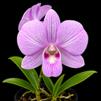 Dendrobium Burana Pink Beauty Hybrid Orchid Plant