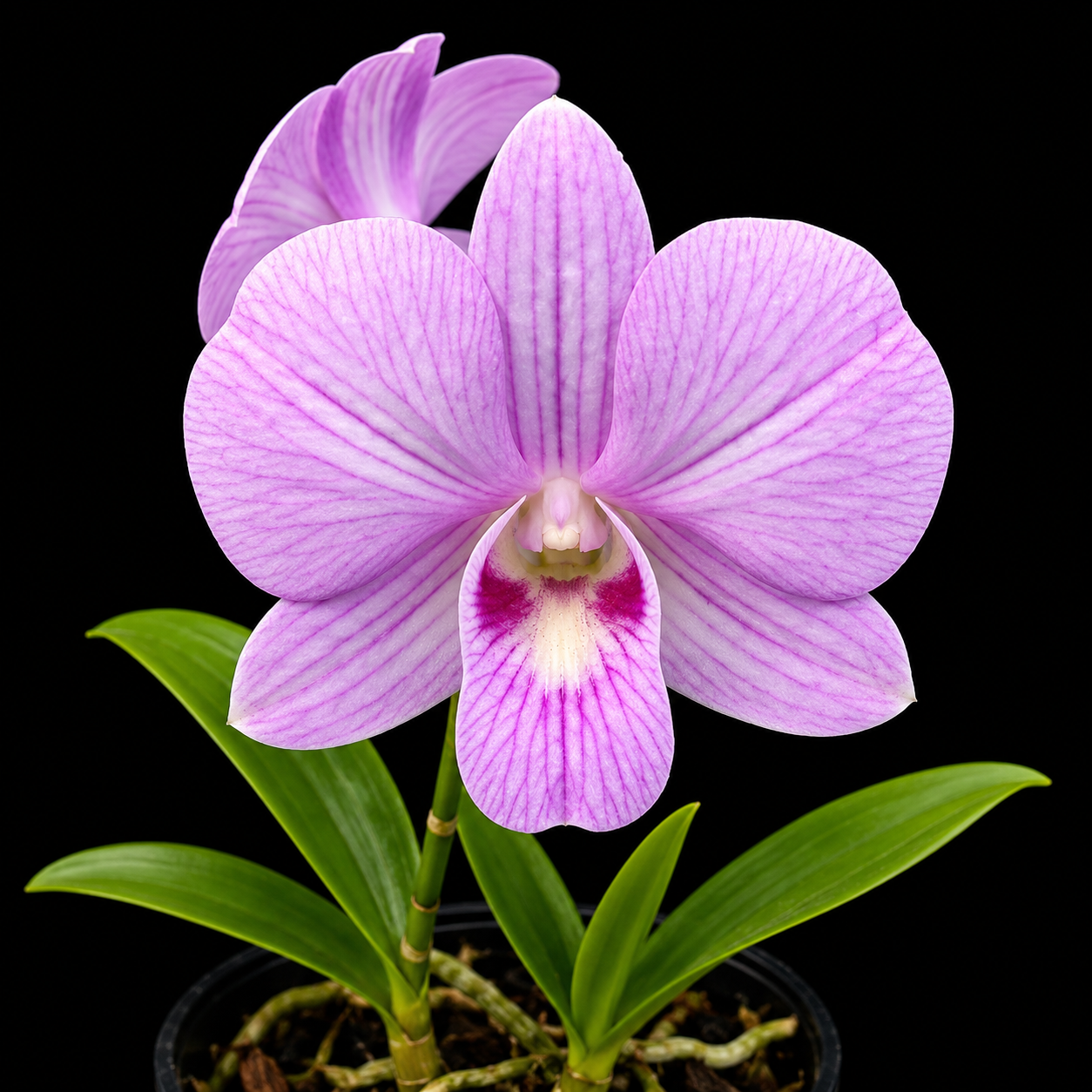 Dendrobium Burana Pink Beauty Hybrid Orchid Plant
