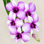 Dendrobium Apichart rainbow With Terracota Pot