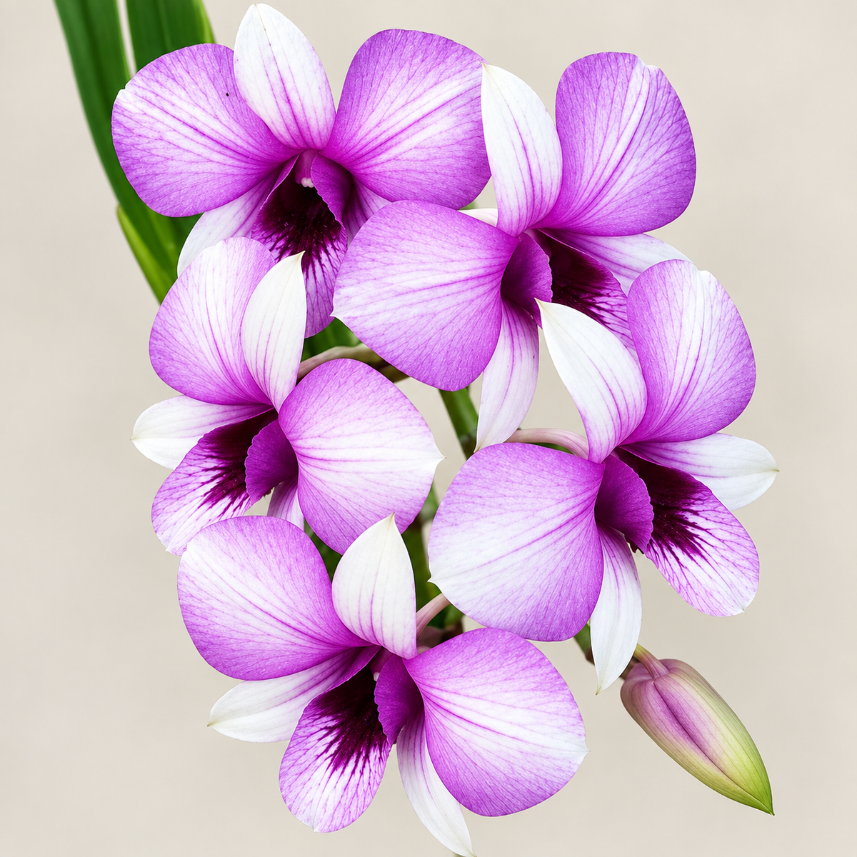 Dendrobium Apichart rainbow With Terracota Pot