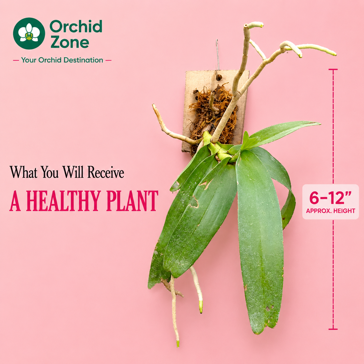 Aerides Odorata Orchid Plant