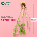 Dendrobiom Moschatum Orchid Plant