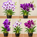 Dendrobium Hybrid Orchid Plant 5 combo