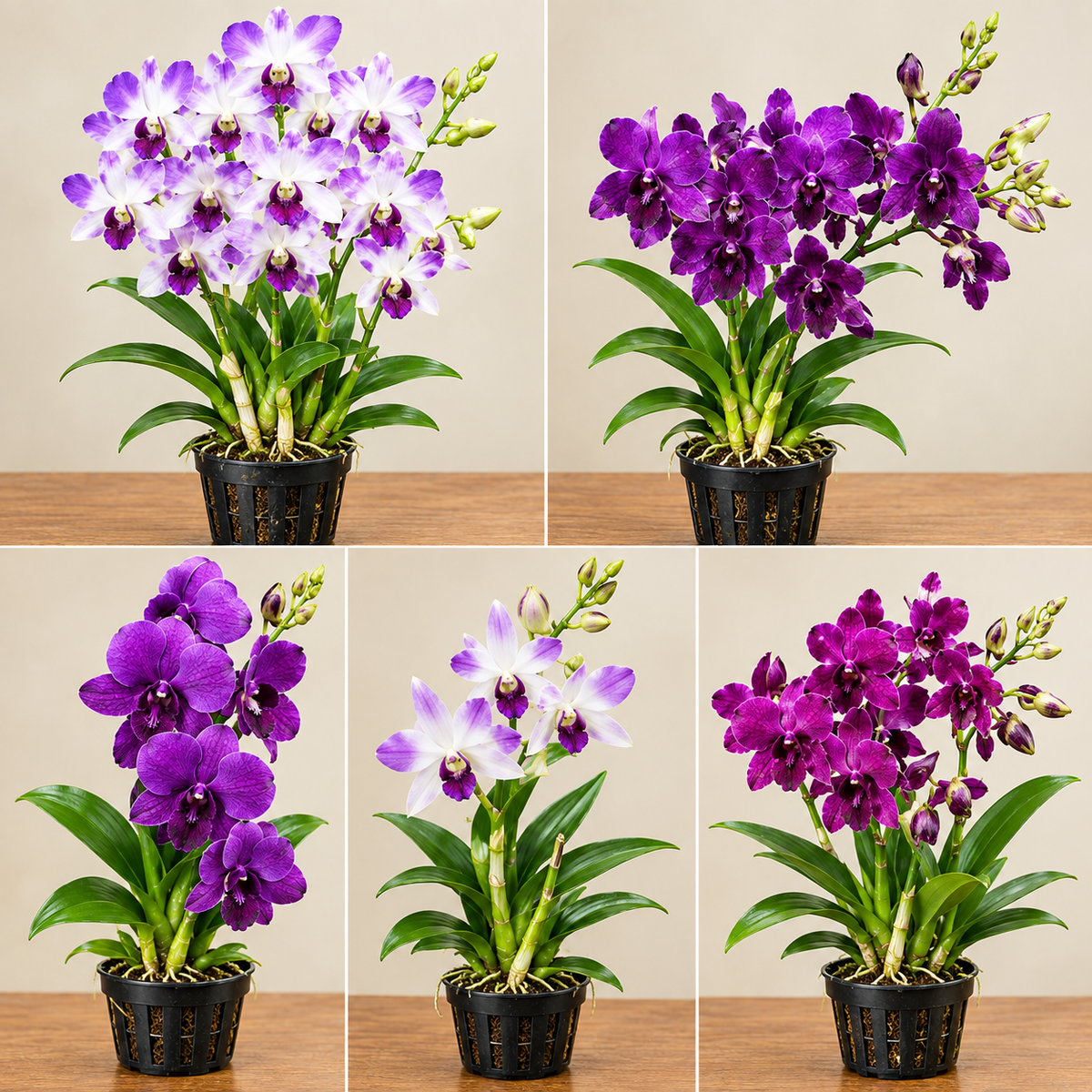 Dendrobium Hybrid Orchid Plant 5 combo