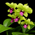 Dendrobiom Burana Jade Hybrid Orchid Plant
