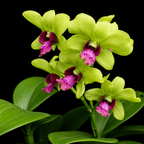 Dendrobiom Burana Jade Hybrid Orchid Plant
