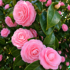 Japanese Camelia Pink Plant