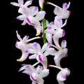 Aerides Odorata Orchid Plant
