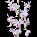 Aerides Odorata Orchid Plant