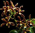Phelonopsis Mannii Orchid Plant