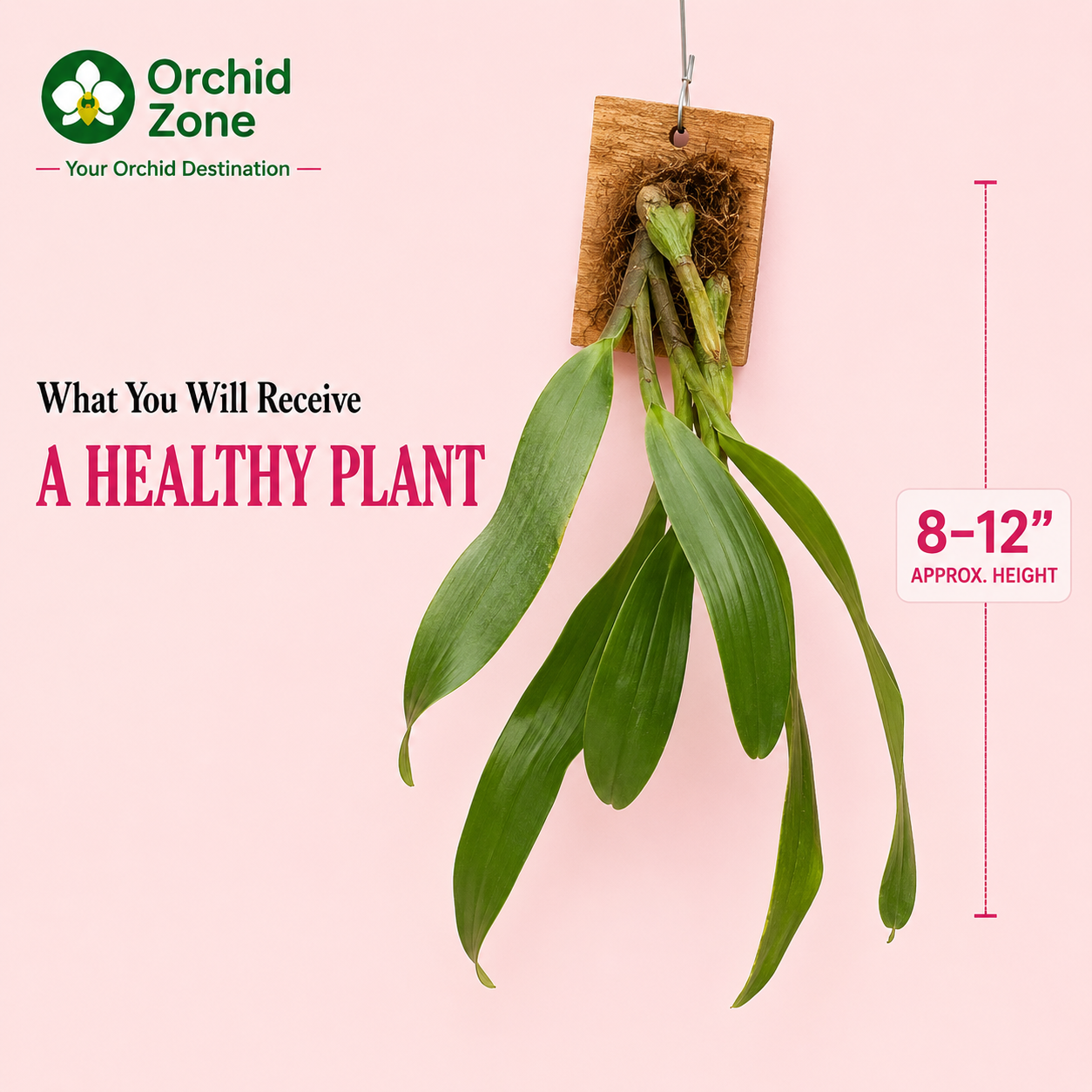 Coelogyne Flaccida Orchid Plant