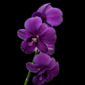 Dendrobiom Airy Blue Hybrid Orchid Plant