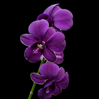Dendrobiom Airy Blue Hybrid Orchid Plant