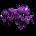 Dendrobiom Airway Blue Hybrid Orchid Plant