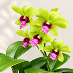 Dendrobium Burana Jade- With Terracotta Pot